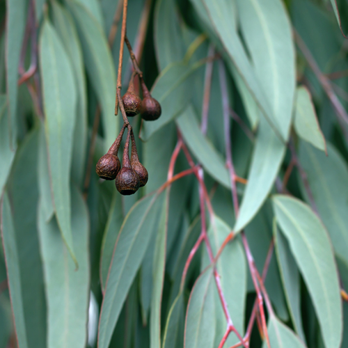 Eucalyptus Essential Oil