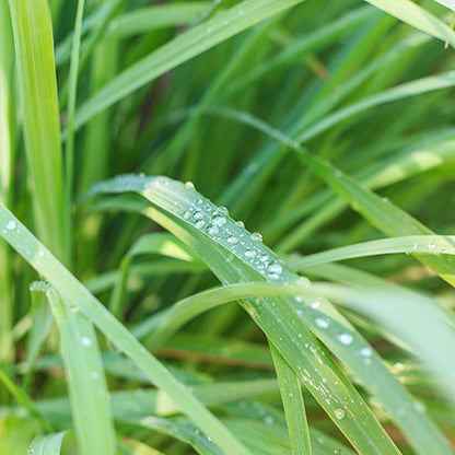 Lemongrass Essential Oil
